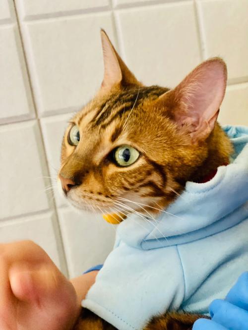 梦见豹猫