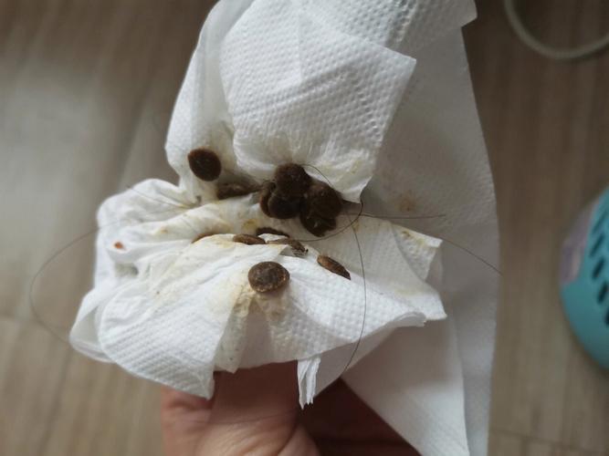 梦见满嘴渣子吐不完是什么意思