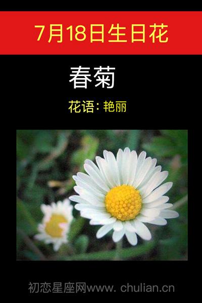 7月18日生日花语:春菊