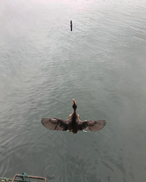 梦见钓鱼钓到水里的鸟