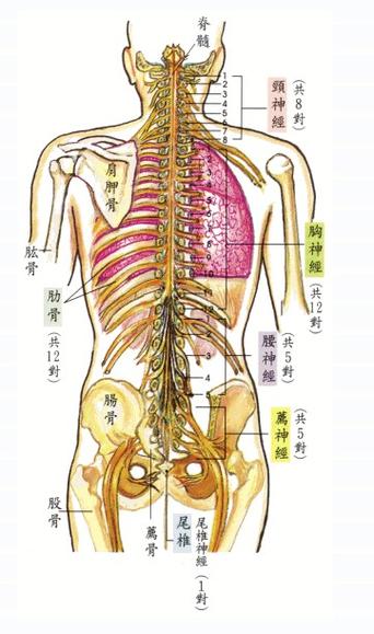 腰部和背部的体相解析