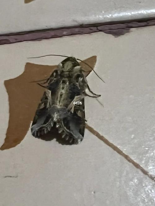 梦见很多飞蛾是什么意思