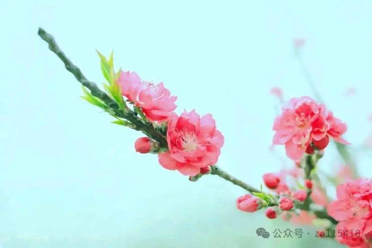 属猴人的2021年桃花劫好吗