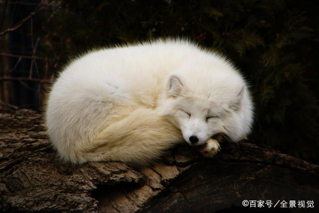 什么叫狐狸命 好不好