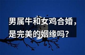 男鸡女牛婚配怎么样,是幸福的一对吗?
