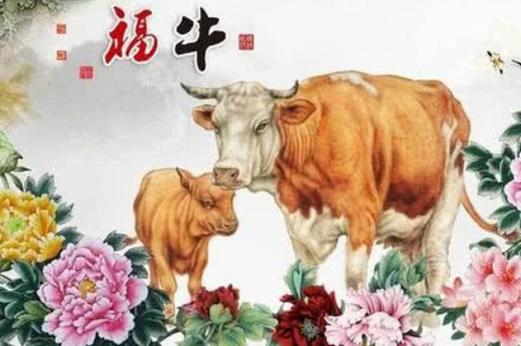 属牛的交往忌讳