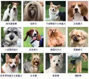 雌性宠物狗起名字大全