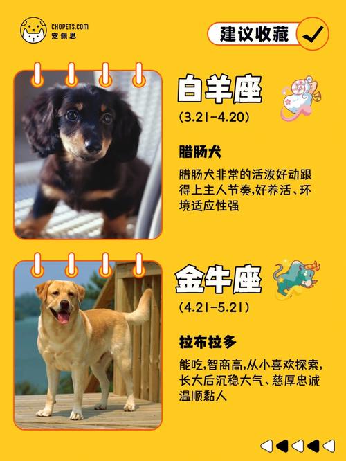 什么星座最适合从政