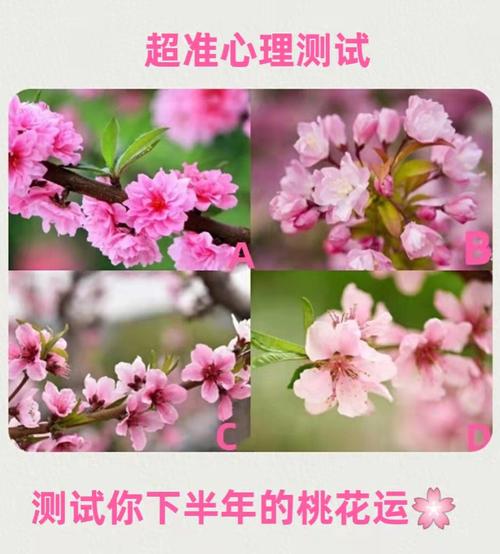 超准测试:你最近的桃花会出现在哪里