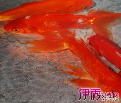 周公解梦梦见红色鲤鱼
