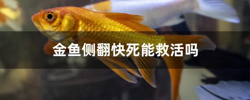 梦见把快死的鱼救活是什么意思