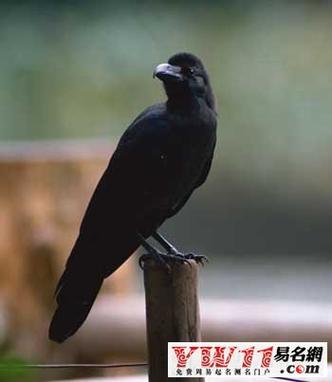梦见大乌鸦好不好