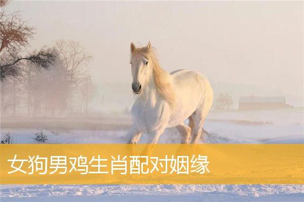 属相配对:属狗的和属鸡的配吗?
