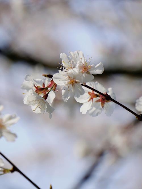 梦见樱花盛开 梦见风吹落樱花