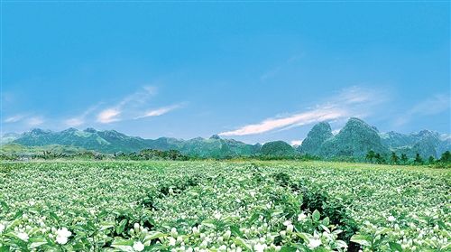 茉莉花海