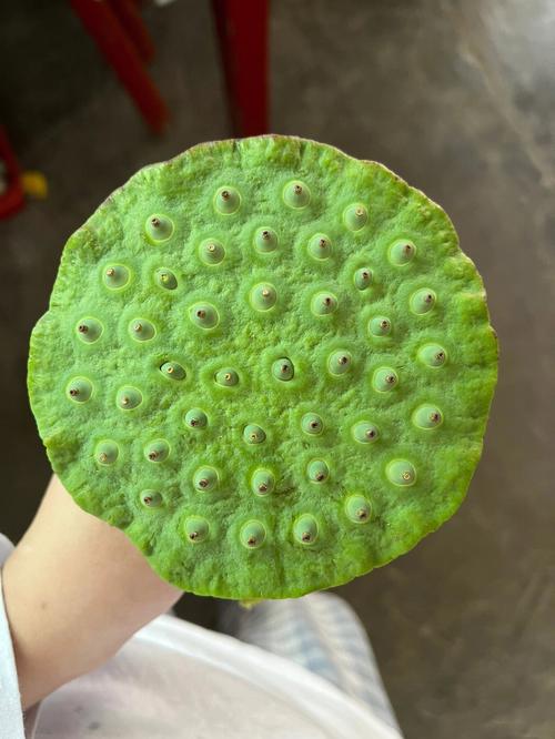 梦到摘莲子是什么意思