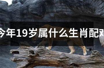 今年19岁属什么
