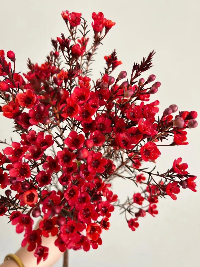 春节适合买什么花、送什么花?