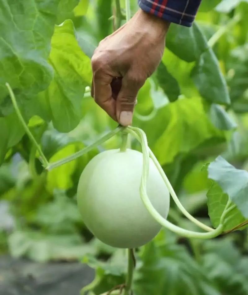 梦见瓜园里的甜瓜