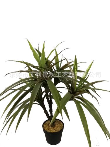 龙须草可以放卧室吗