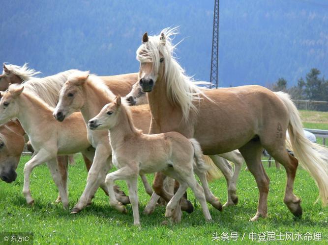 兔爸爸和马妈妈生什么宝宝好