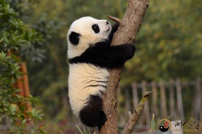 梦见爬树是什么意思