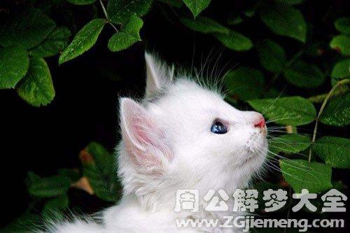 梦见好漂亮的猫