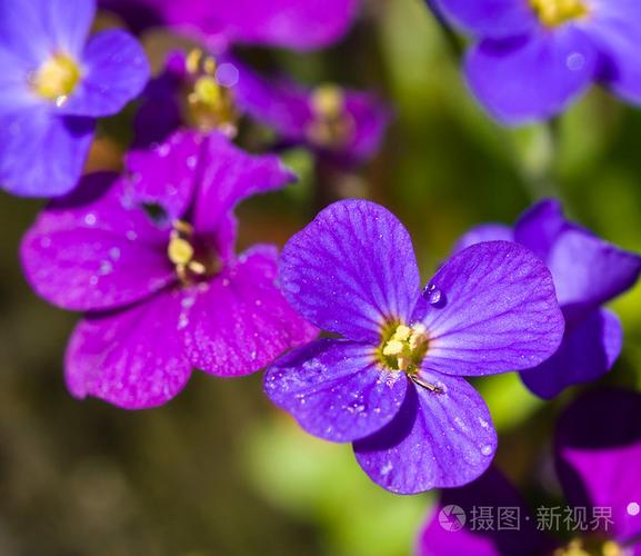 各种颜色的紫罗兰花图片大全