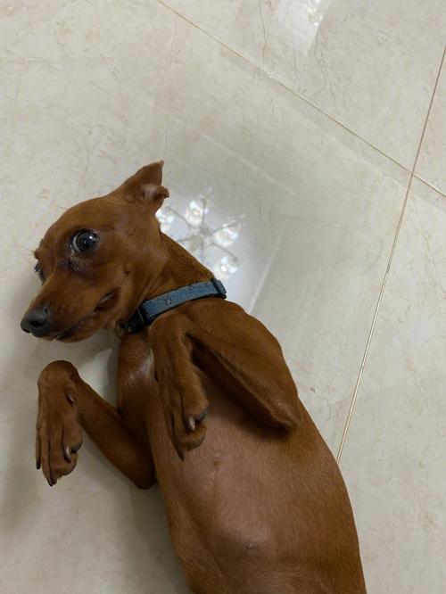 生肖狗到底是真傻还是装傻