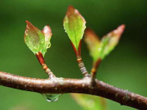 梦见老树发芽 周公解梦之梦到老树发芽
