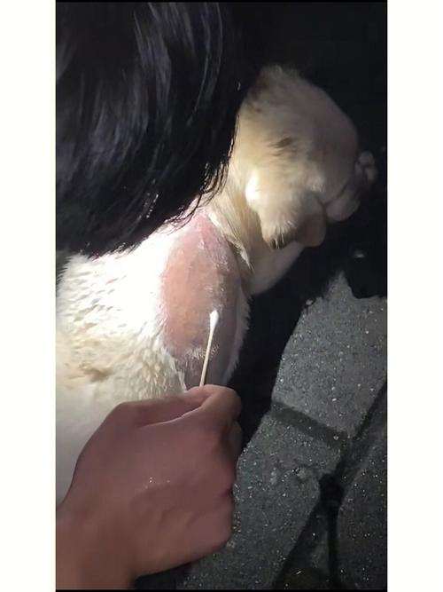 梦见狗身上有蛆是什么意思