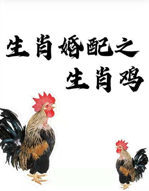 生肖鸡婚配生肖鸡