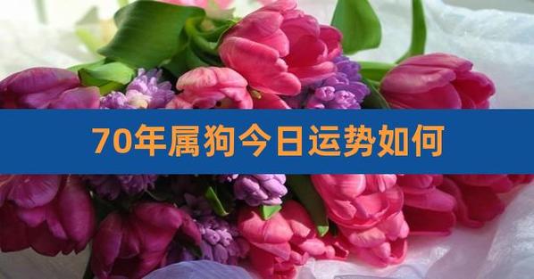 属狗70年财富 70年属狗人的财运