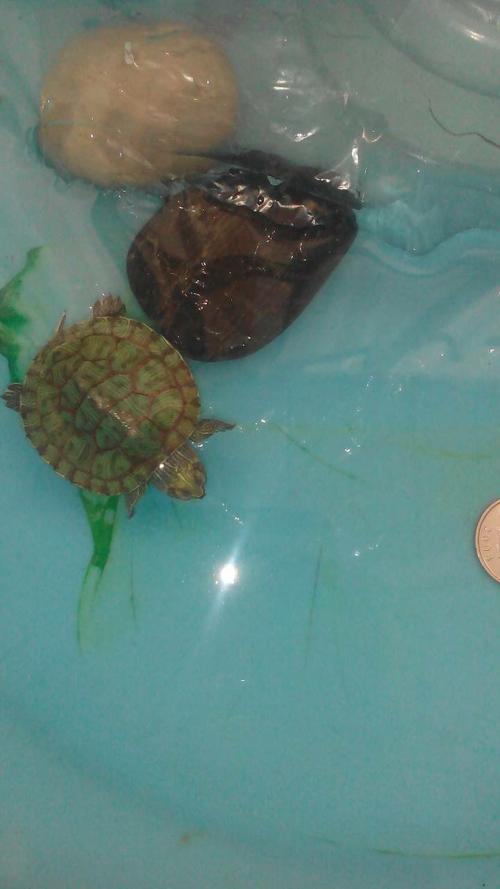 金钱龟死了是财运没了吗