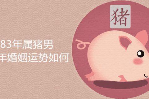生肖猪的婚姻分析,属猪婚姻和命运如何?