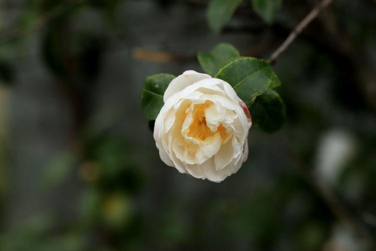 梦见白色花是什么意思
