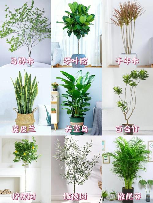客厅摆放什么植物好