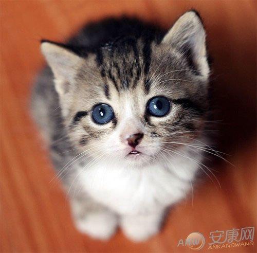 周公解梦 梦见白猫梦到白猫是什么意思