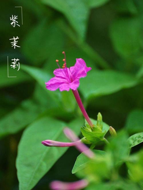 花语大全：紫茉莉的花语及介绍
