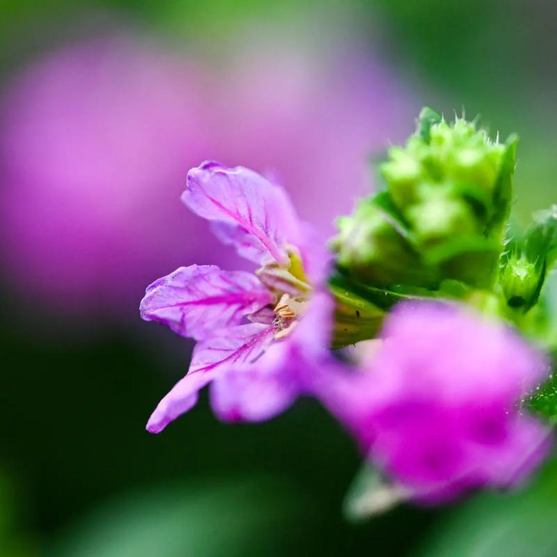 紫萼花语:思念、浪漫、喜悦