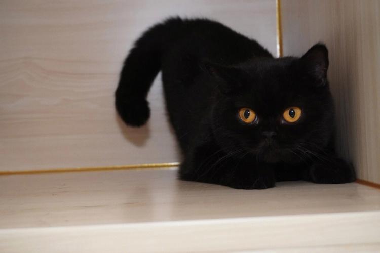女人梦见黑色的猫