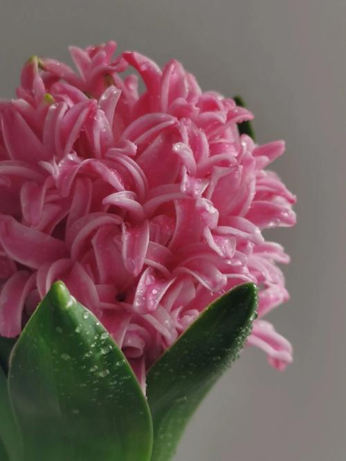 粉色风信子花语:淡雅清香