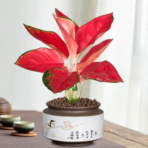中国红植物又叫什么