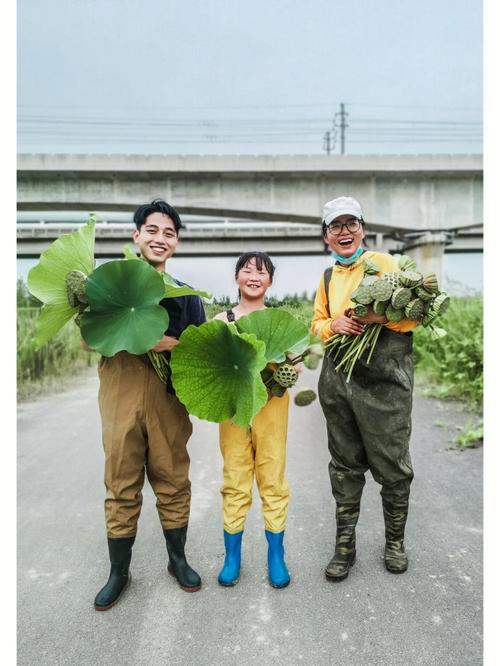 梦见挖莲藕是什么意思