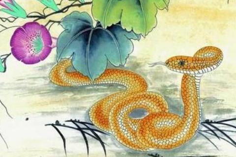 属蛇跟属鸡的人结婚属相合不合
