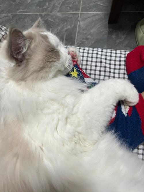 梦见猫抓我脚