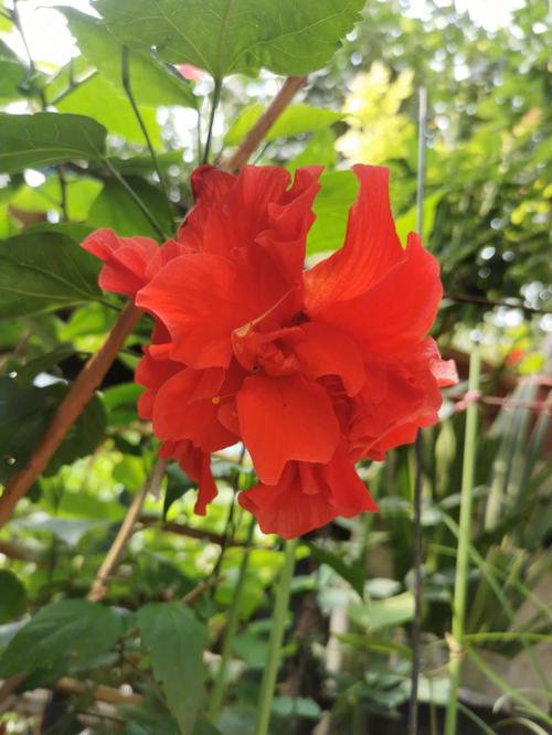 家里种朱槿花忌讳吗