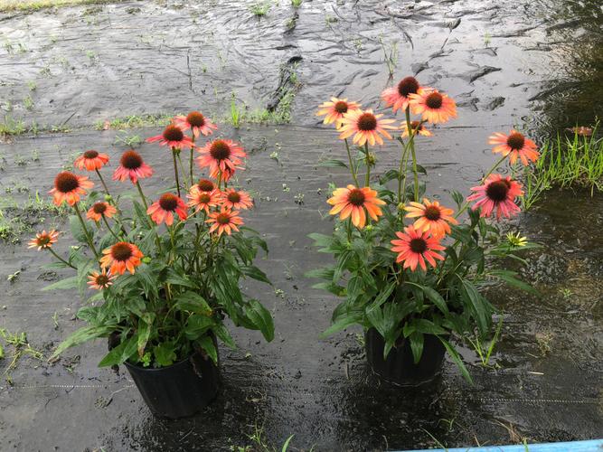 松果菊的花语是什么?