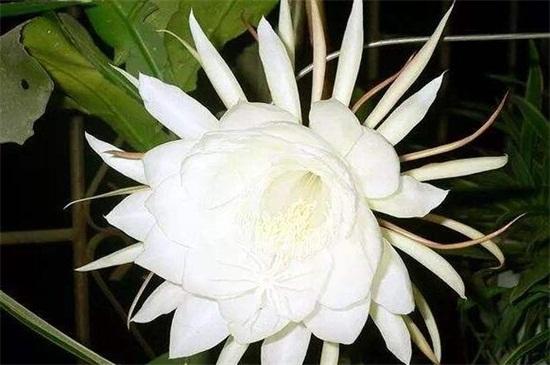十大不吉利花盘点