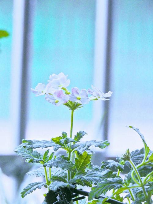 美女樱的花语是什么?